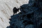 steinbock