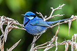 blue wren