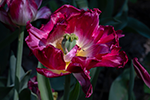 morges tulipes