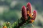 selva secca